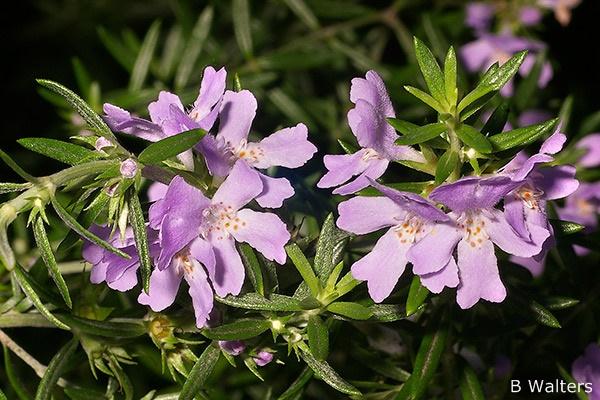 Westringia, commonly known as native or coastal rosemary