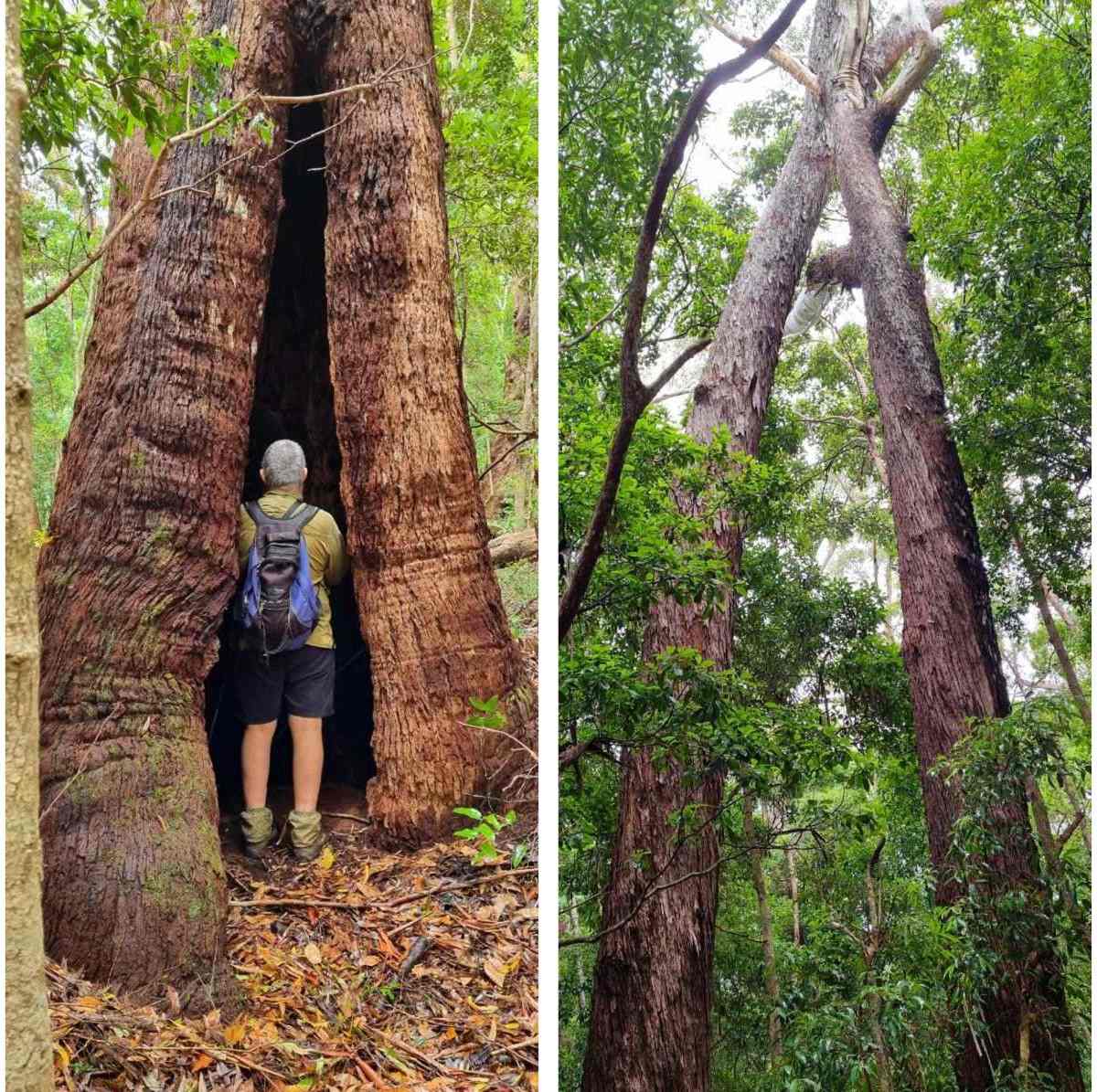  A few of the mature blackbutt trees at risk of being lost to make way for luxury cabins