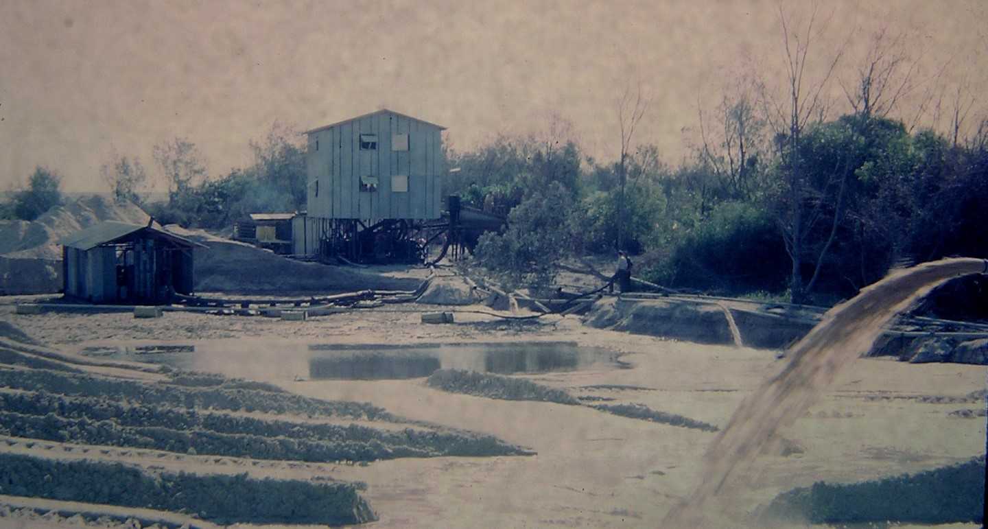 The Inskip Point small plant