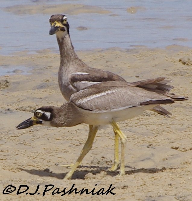 A rare find: Beach Stone-curlews, sometimes known as the "Beach Thick-Knees" Image Dorothy Pashniak