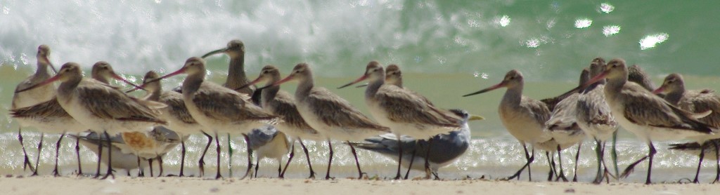 World Wetlands Day
