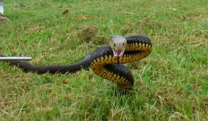 An eastern brown snake caught in Cooloola Cove