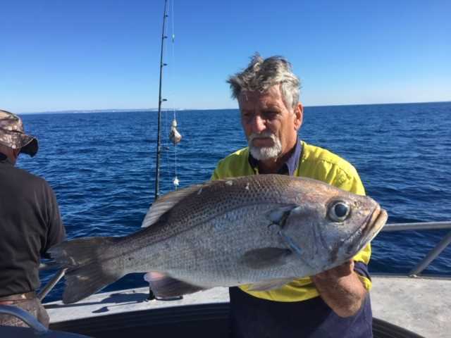 Tin Can Bay Fishing Club member Malcolm Kay with a really nice Pearl perch landed on the day