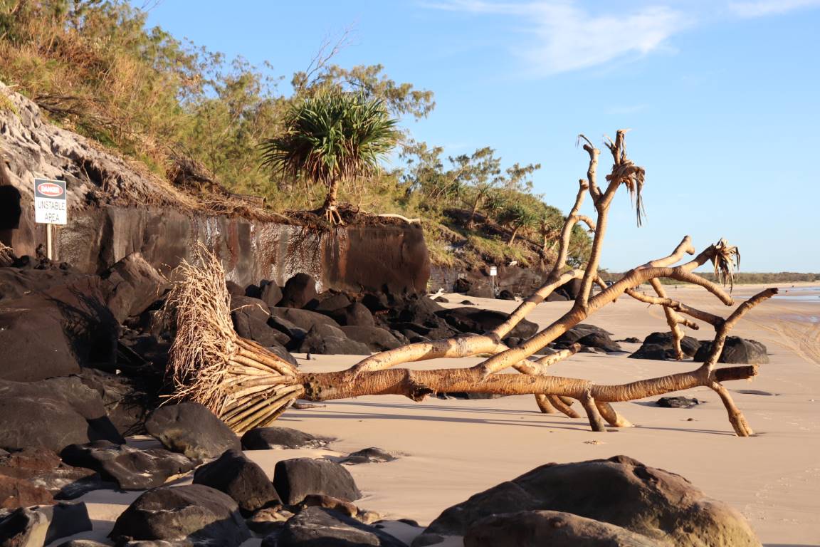 Take care: several Pandanus palms will be removed from the Rainbow Beach foreshore due to safety concerns
