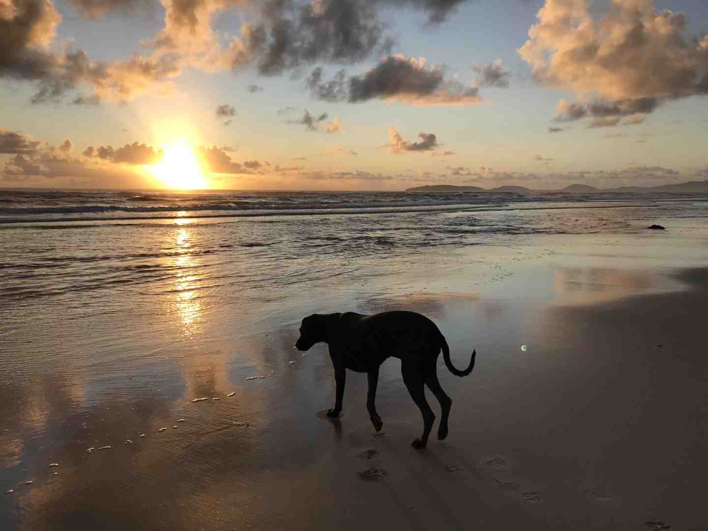 Do we need off-leash dog parks on the Cooloola Coast?