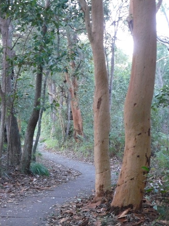 The plan is to create trails highlighting scenic points of interest, however there is no mention of a boardwalk along the Rainbow Beach foreshore -  the current path is beside the road