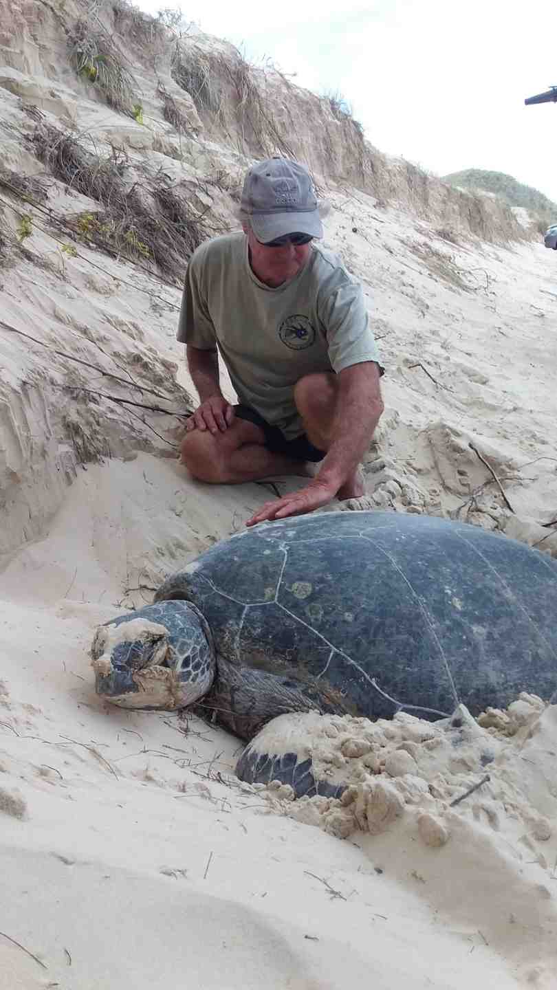 Murray Sambell, trained TurtleCare volunteer, clears sand off the flippers of the huge green turtle at Double Island Point ready for tagging 