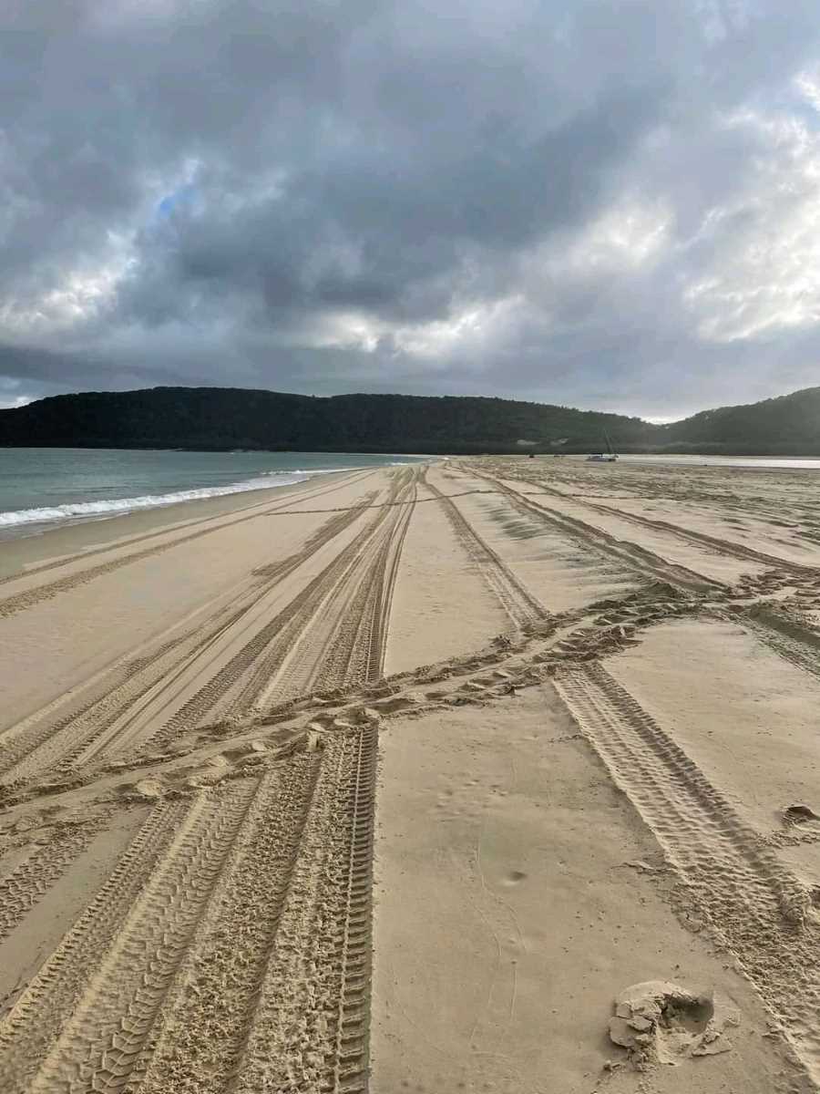 This photo shows the turtle tracks crossing the 4WD tracks - taken at Double Island last December. Keep an eye out for simila