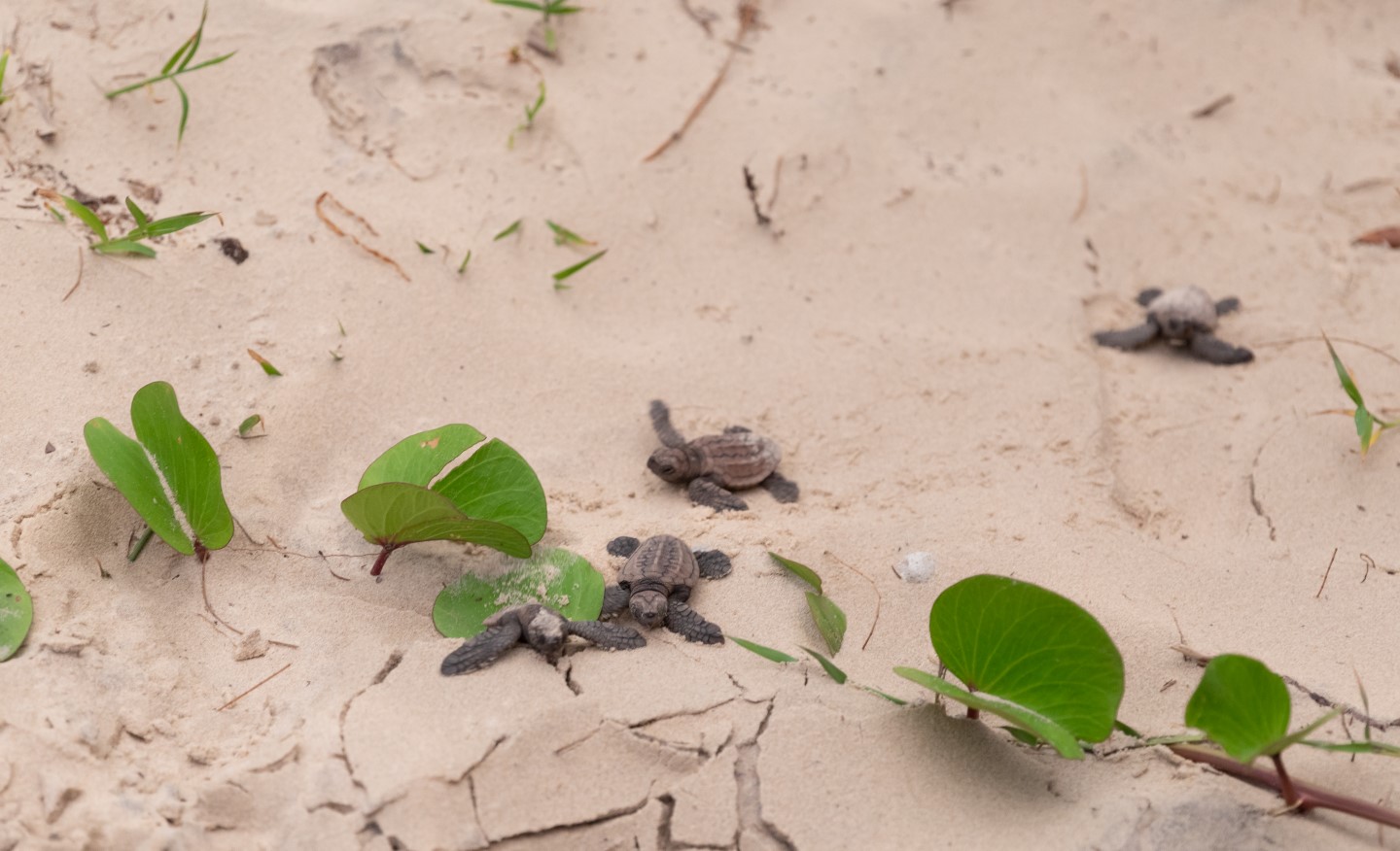 Of the 143 eggs found at the bottom of the nest, 138 of them left the nest successfully