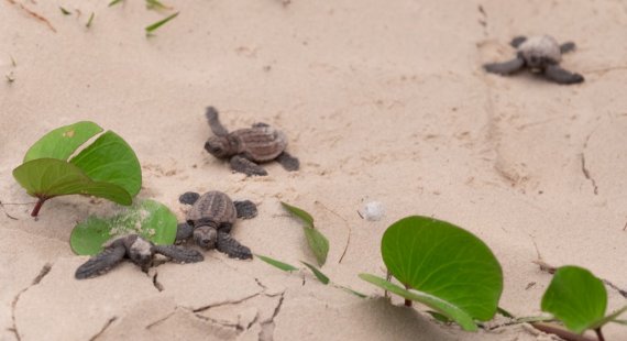 Of the 143 eggs found at the bottom of the nest, 138 of them left the nest successfully