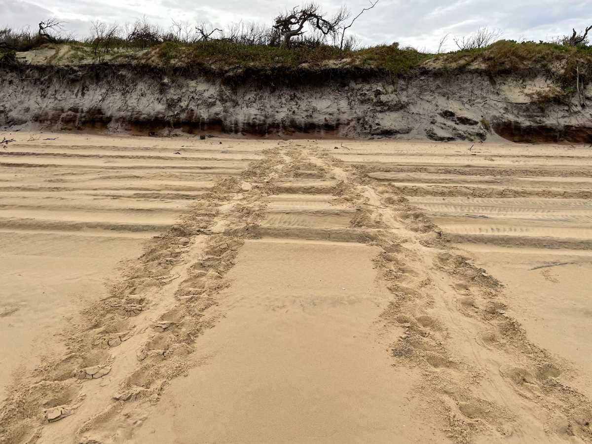Turtle tracks in and out on Inskip Beach, taken in November.