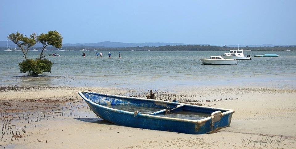 Help protect and restore wetlands such as the Tin Can Bay foreshore regeneration - photo by Ken Fotog Ferguson 