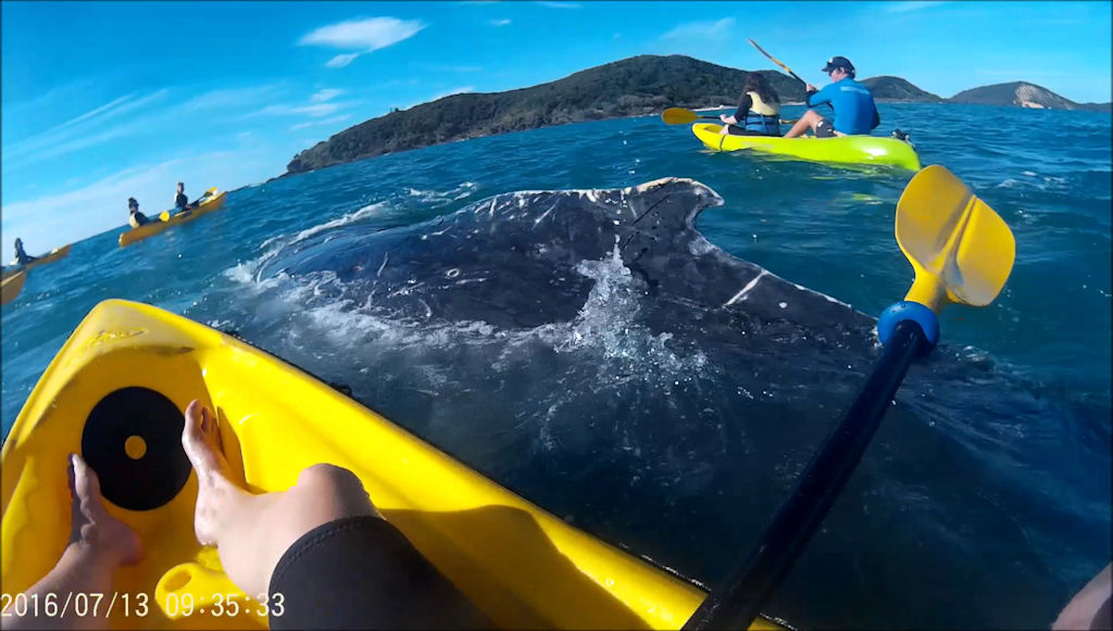 This Epic Ocean Adventures kayak tour got more than they expected!