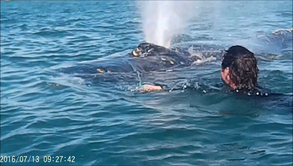 Ty van Santen entered the water to help a passing whale