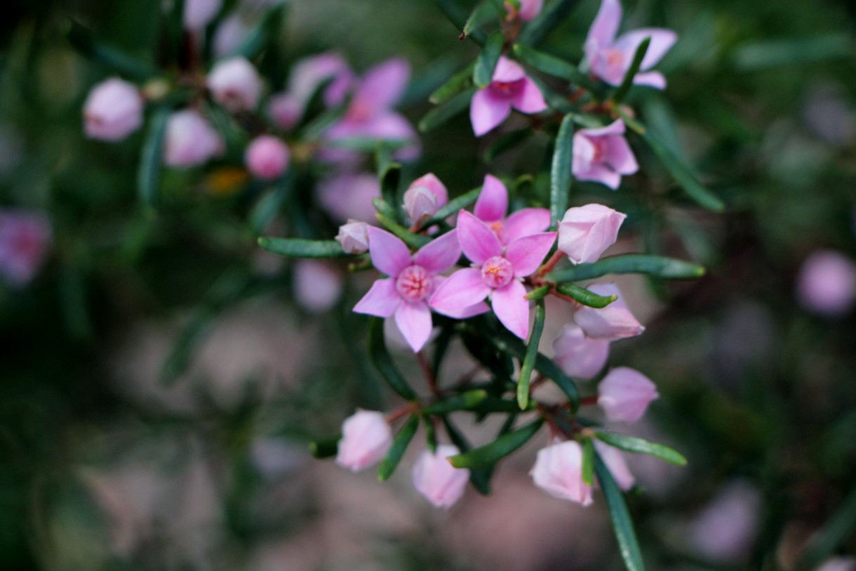 Forest Boronia