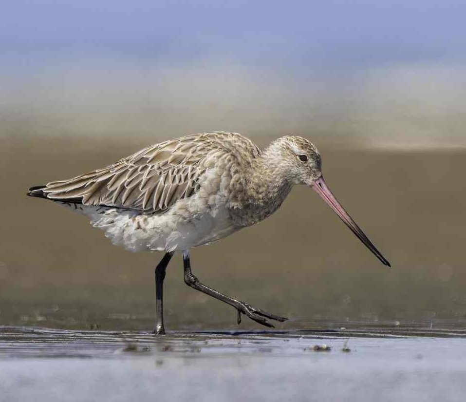 Bar-tailed Godwit - image Scott Humphris.jpg