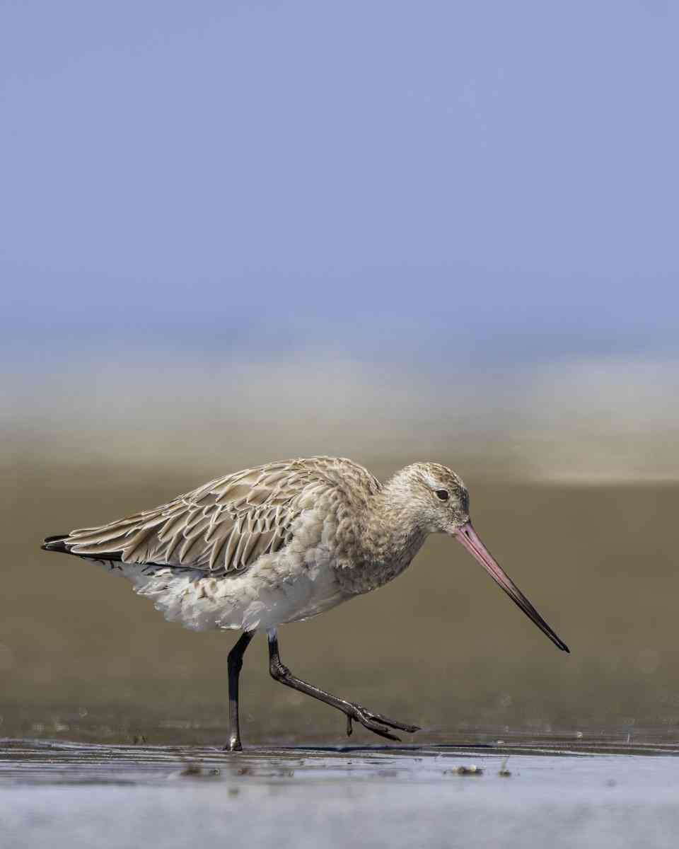Bar-tailed Godwit - image Scott Humphris.jpg