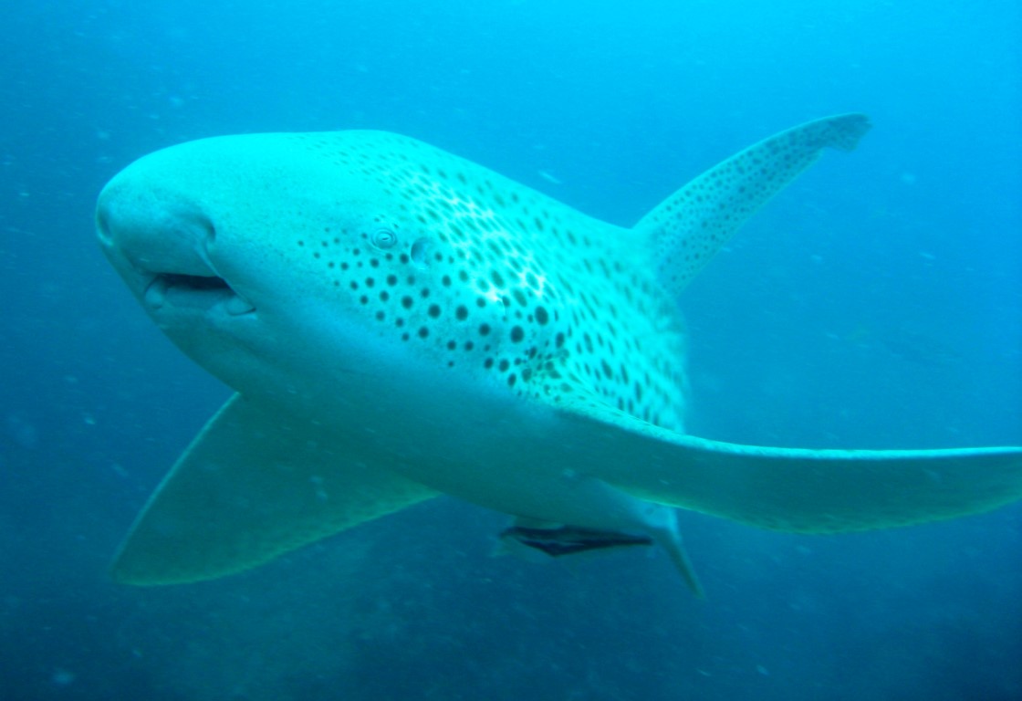 Leopard shark  Image Adrian Fields