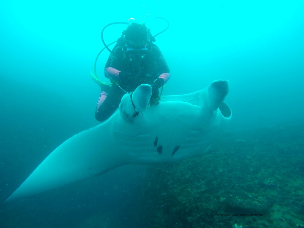 Wolf Rock Dive - Manta Ray Grumpy Dave