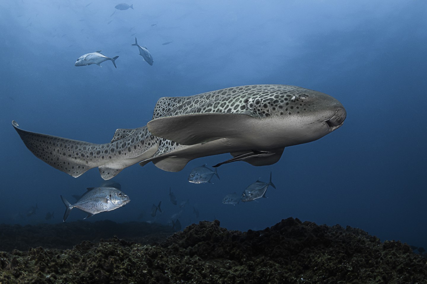 Wolf Rock plays host to a variety of seasonal visitors including Leopard (or Zebra) sharks