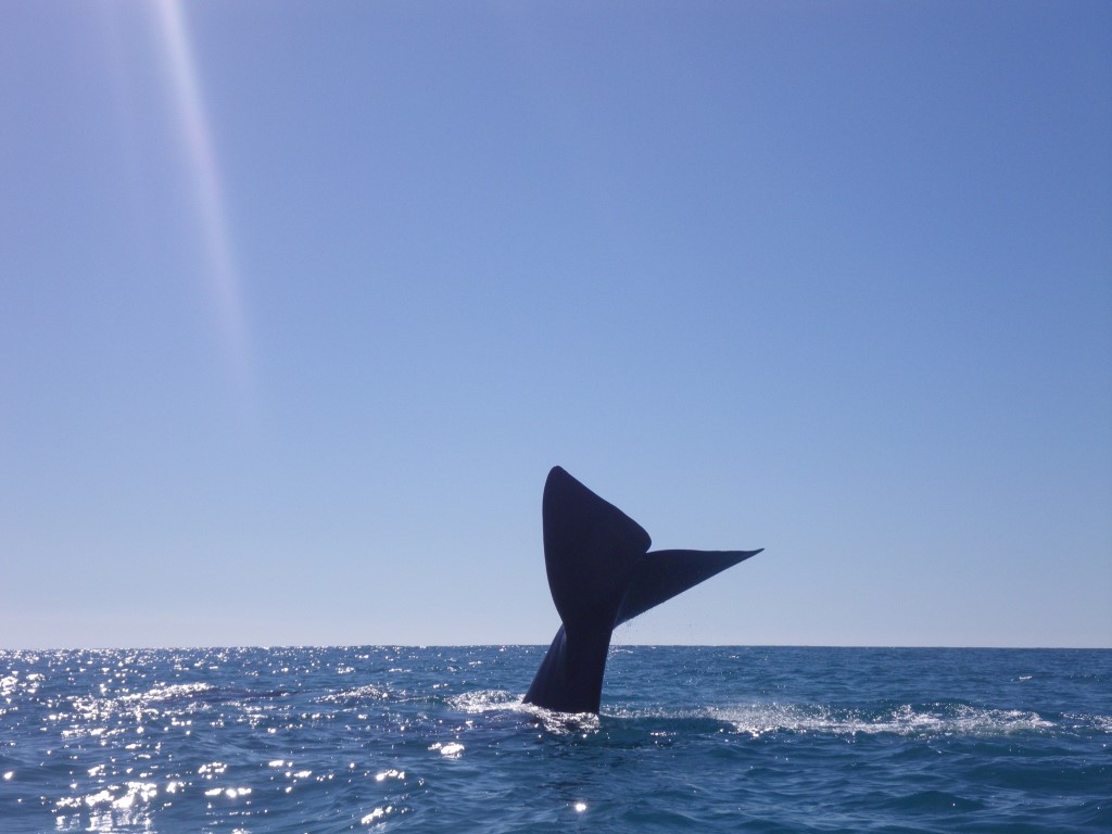 Whales on their way