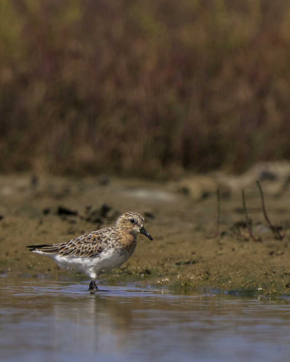 Help protect and restore our vital local wetlands so migratory birds like this red-necked stint can continue to visit. Photo