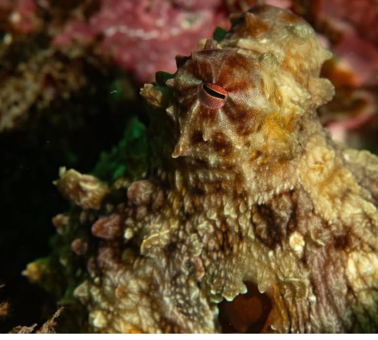 Wolf Rock Dive Report - March 2026