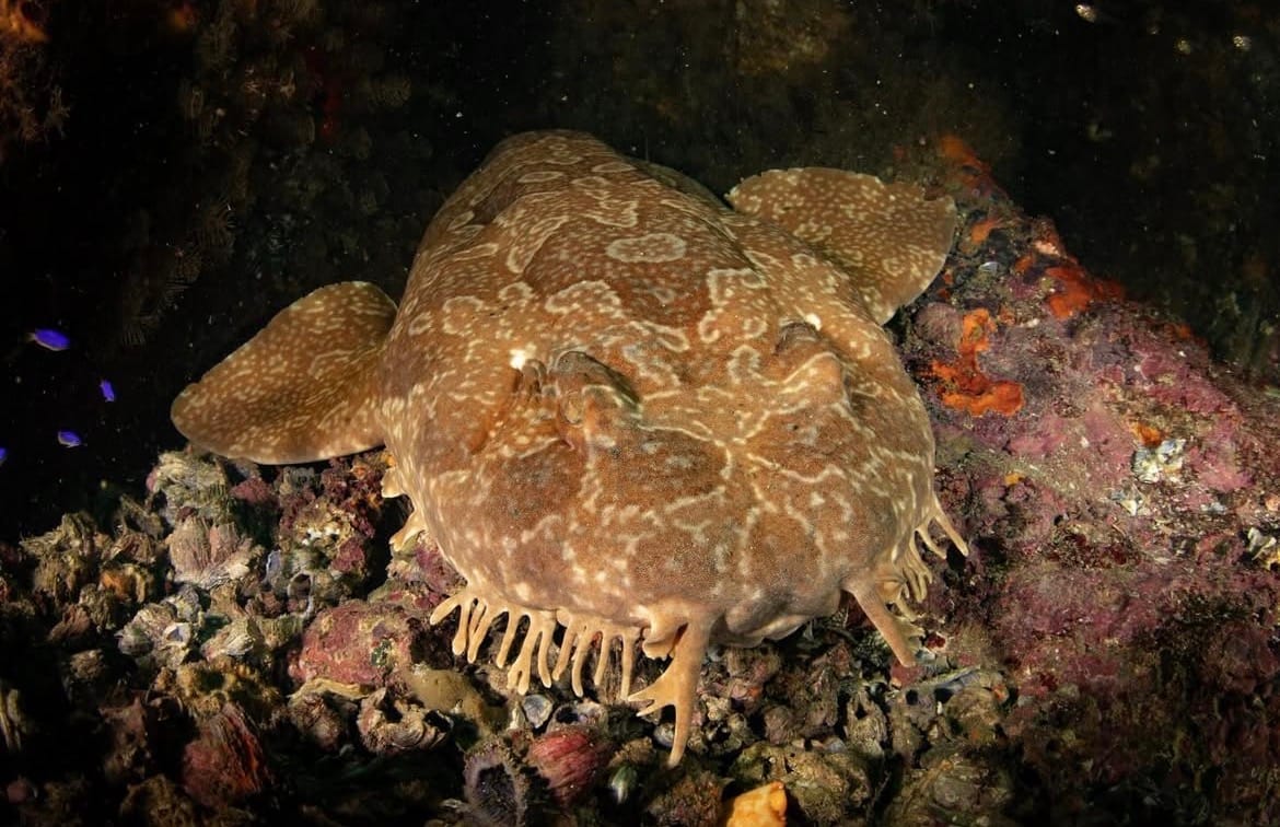 A Tasselled Wobbegong shark.&nbsp;Photo credit: Brendan Harris