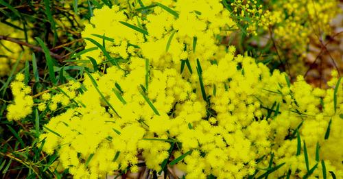 City Farm Plant of the Month July 2023:  Acacia Fimbriata post image
