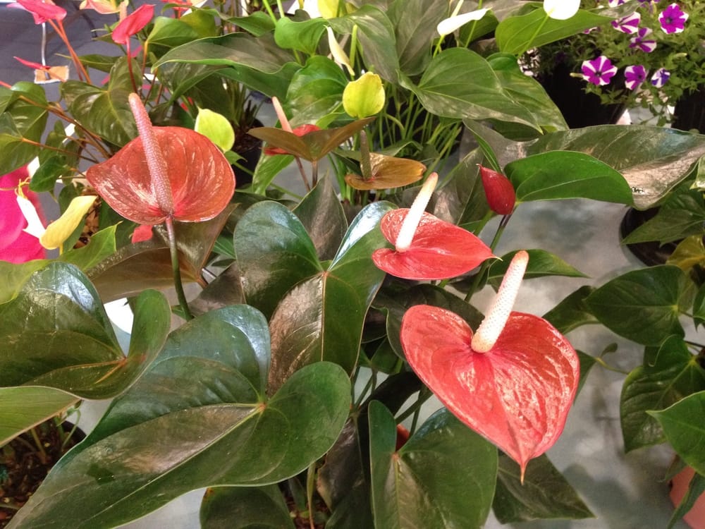 Gympie Garden Expo Green Thumb Workshops post image