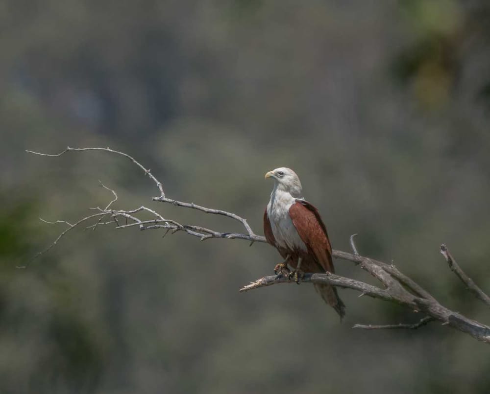 Bird of the month - Brahminy Kite post image