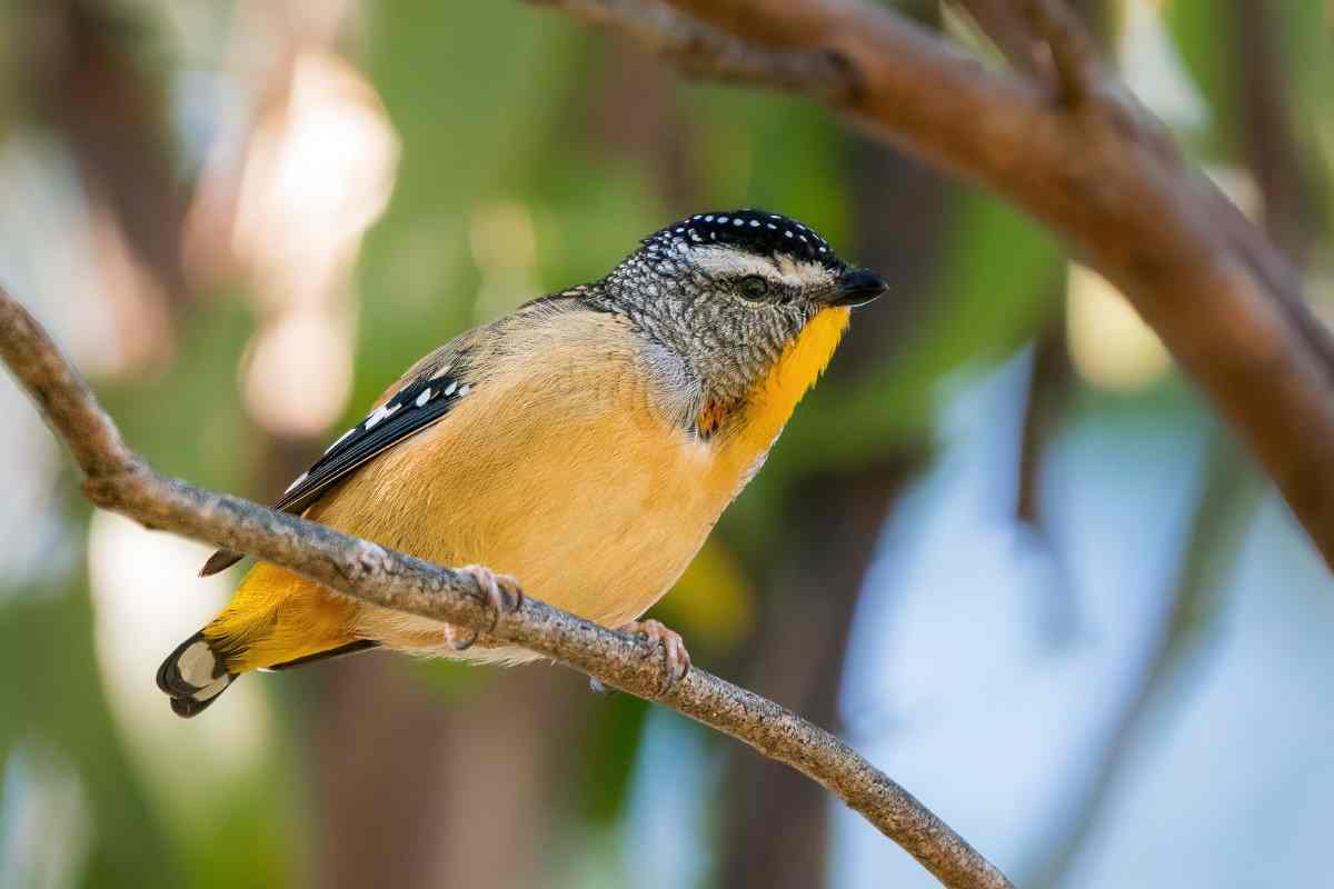 Bird of the Month - Spotted Pardalote post image