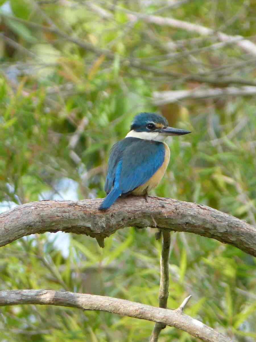 Bird of the month post image