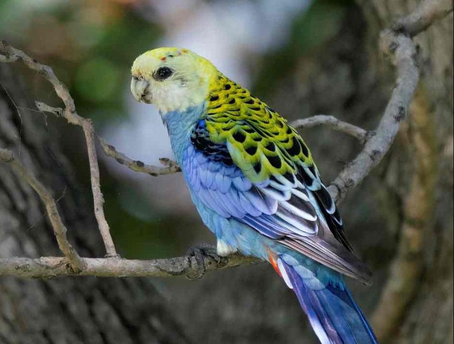 Bird of the month - Pale-headed Rosella post image