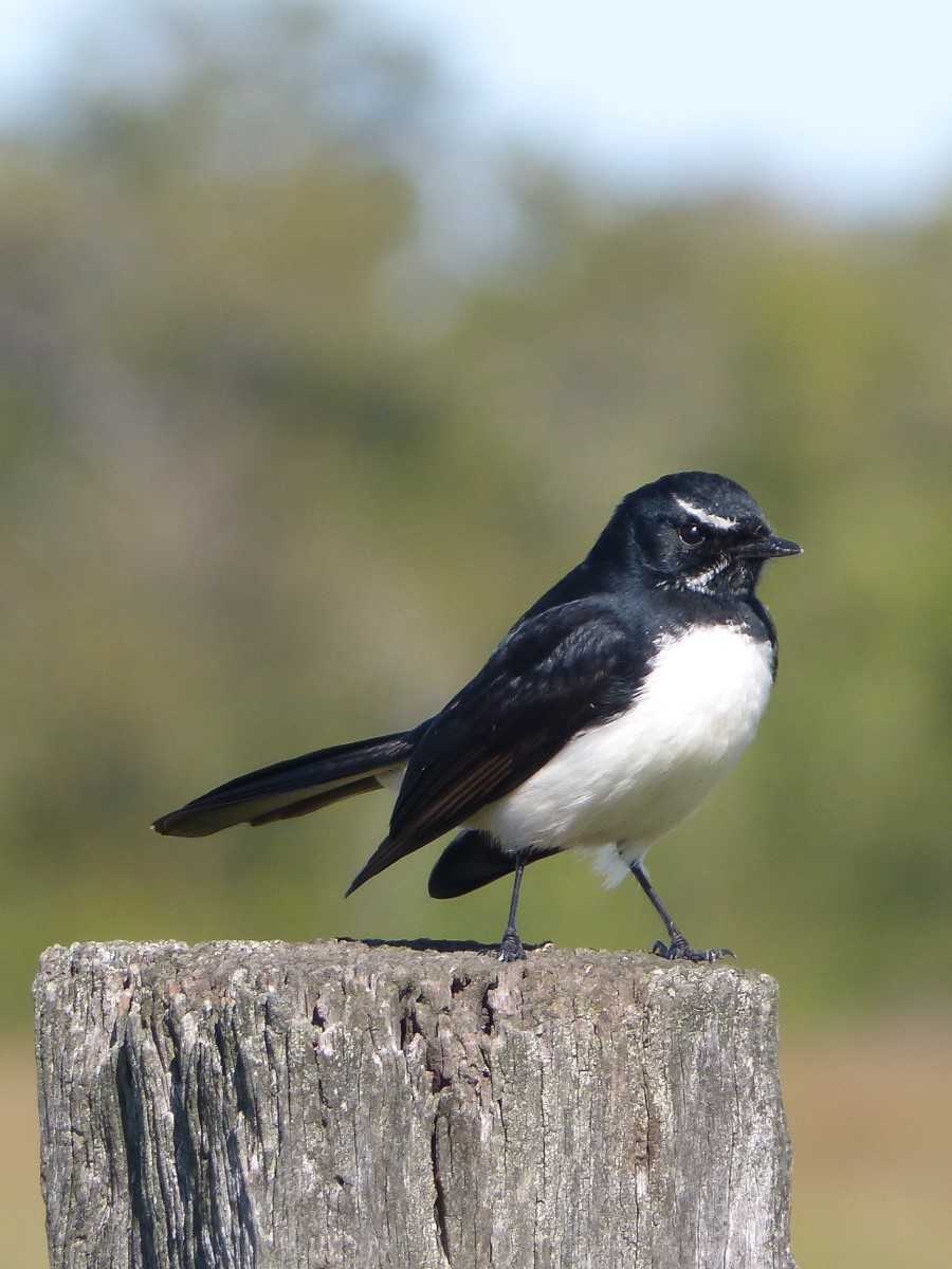 Bird of the month - Willie Wagtail post image