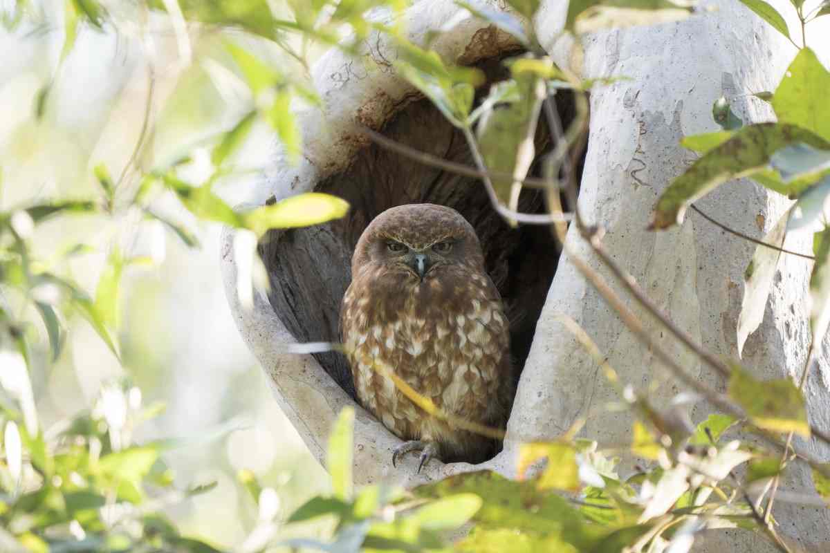 Bird of the month - Southern Boobook post image