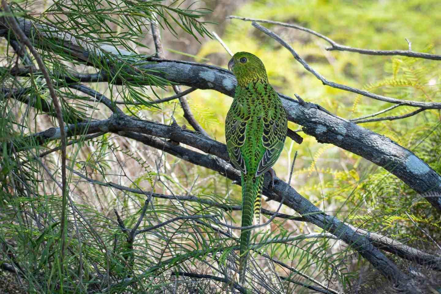 Spot the rare bird! post image