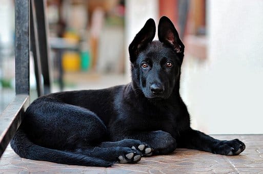 Comfortable Camping with Canines this Christmas post image