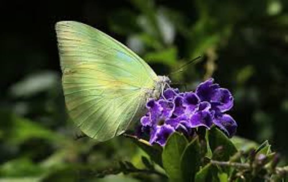 Fluttering Wonderland post image