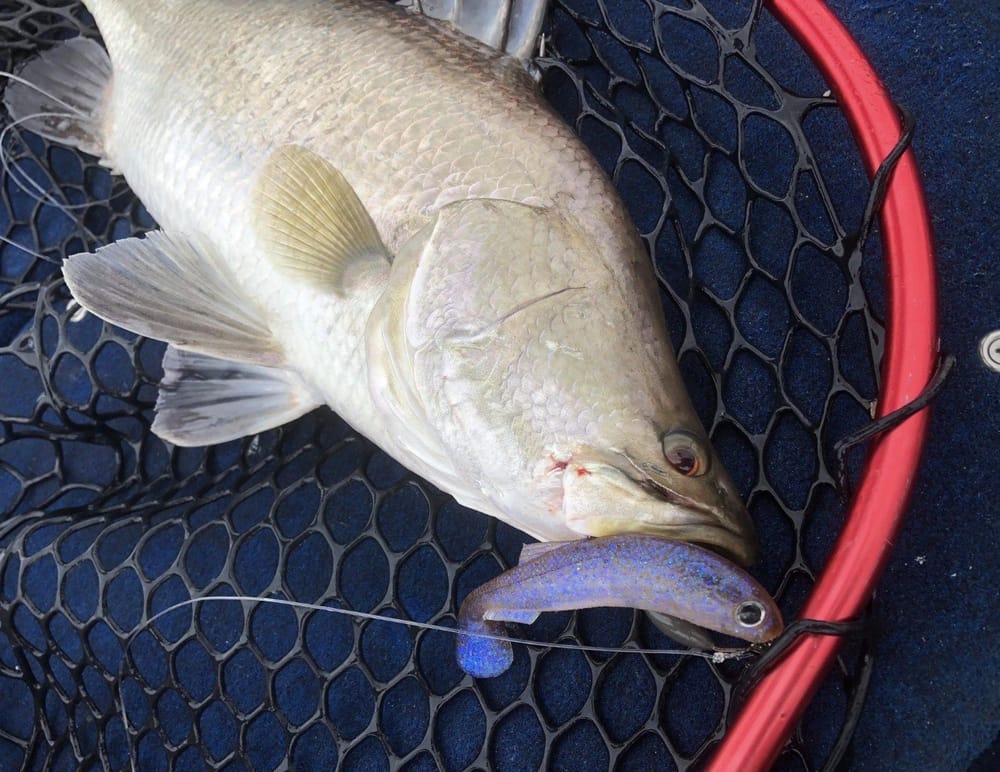 February 2020 fish talk post image