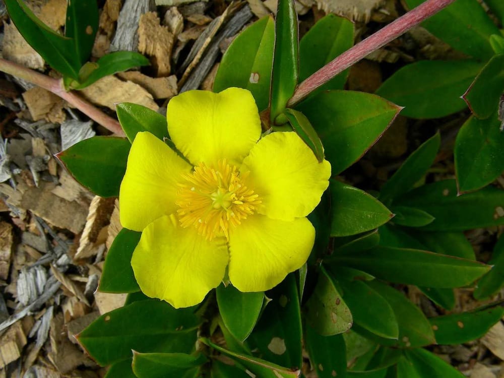 Focus on Guinea Flowers post image