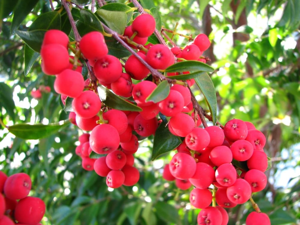 Cooloola City Farm - Lillypillies post image