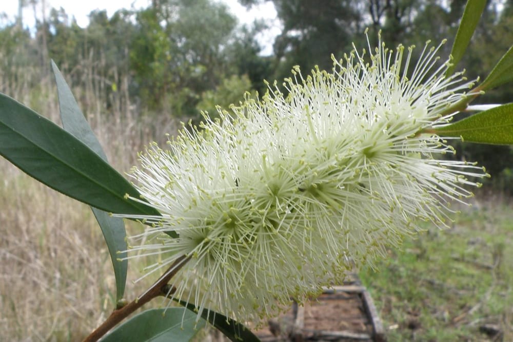 Cooloola City Farm - December 2015 post image