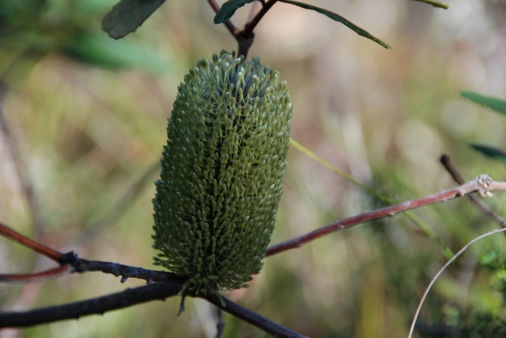 Banksias: an iconic Aussie post image