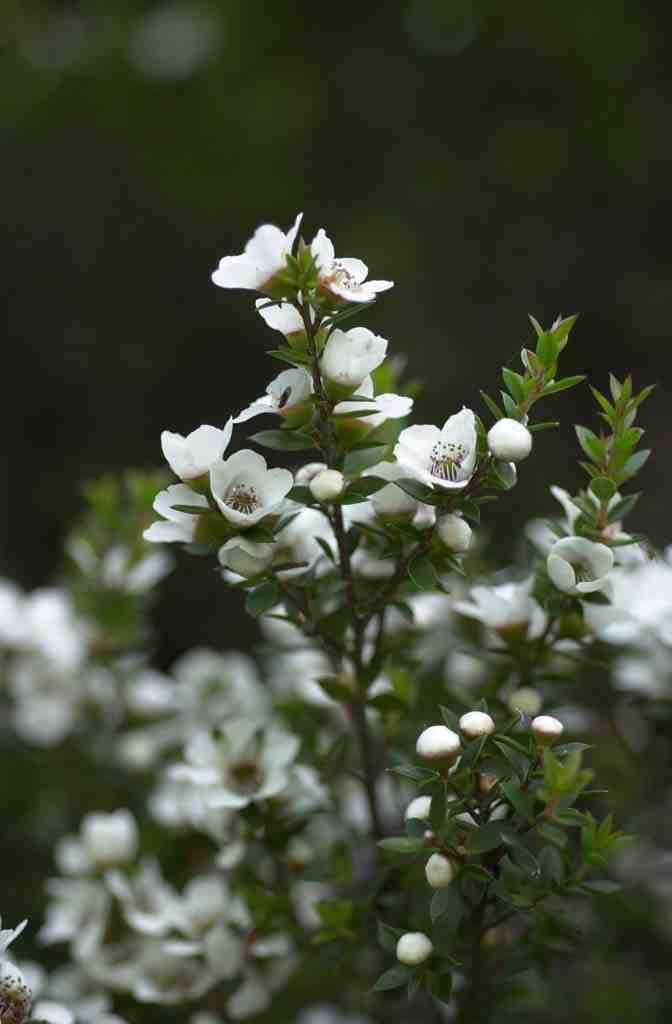 Plant of the Month - “Showy Tea Tree” post image