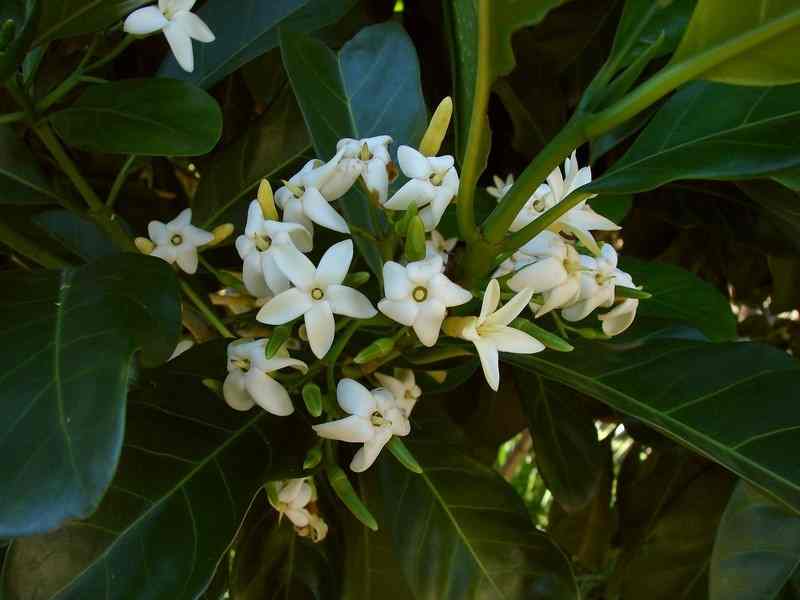 City Farm Plant of the Month - Native Gardenia - February 2022 post image
