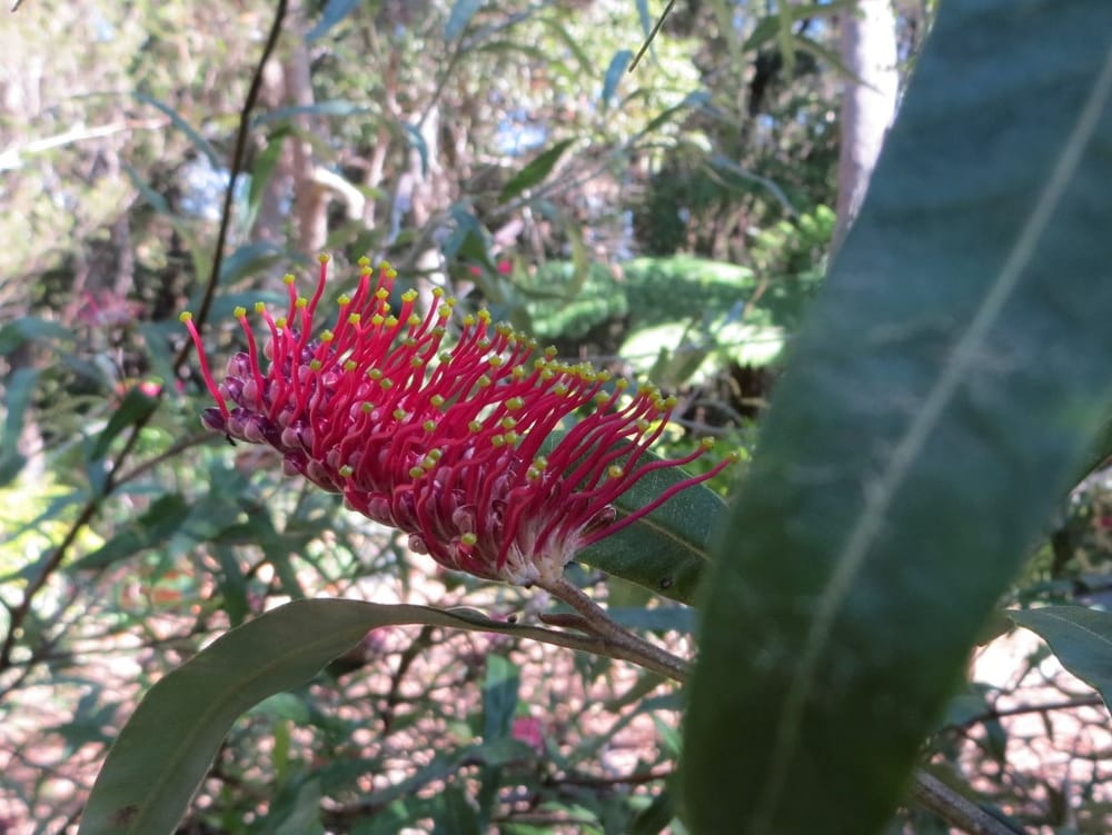 Open Day at Cooloola City Farm post image