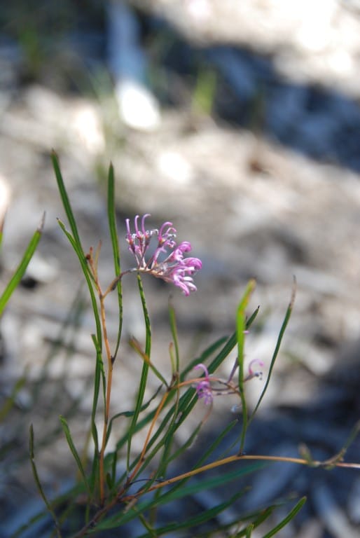 Cooloola City Farm November 2015 post image