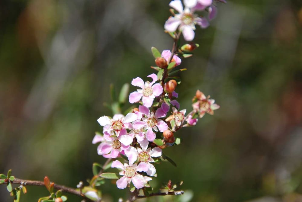 Cooloola City Farm is overstocked with Leptospermums! post image