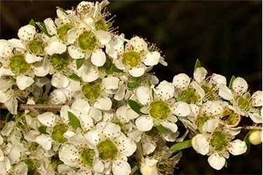 Cityfarm Plant of the Month: tea trees post image